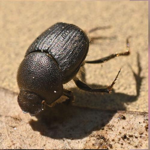 Onthophagus emarginatus